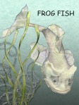 Frog Fish