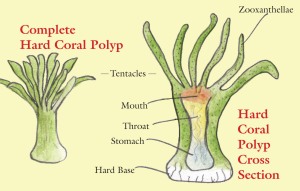 Hard Coral Polyps
