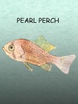 Pearl Perch