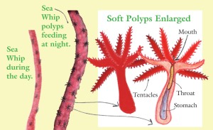 Soft Coral Polyps